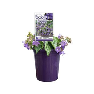 140mm Baby Bells - Campanula species