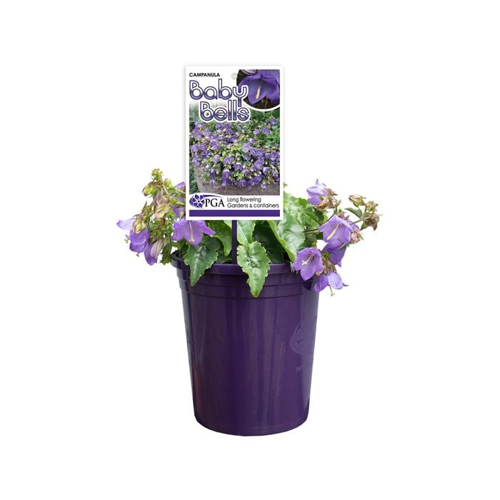 140mm Baby Bells - Campanula species
