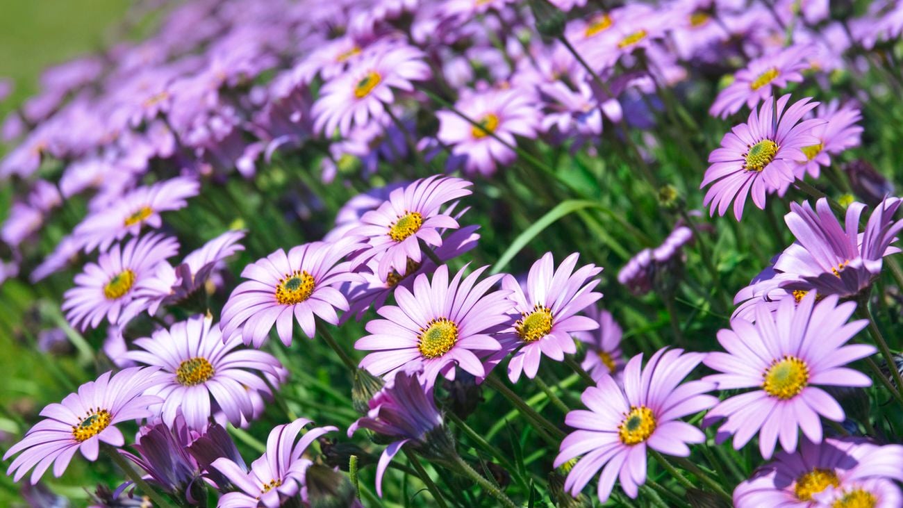 Close up of African daisies with light purple flowers with yellow centres among green foliage