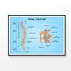 Spinal Structure Vector Design Educational Print 100% Australian Made 90x60cm (Poster)