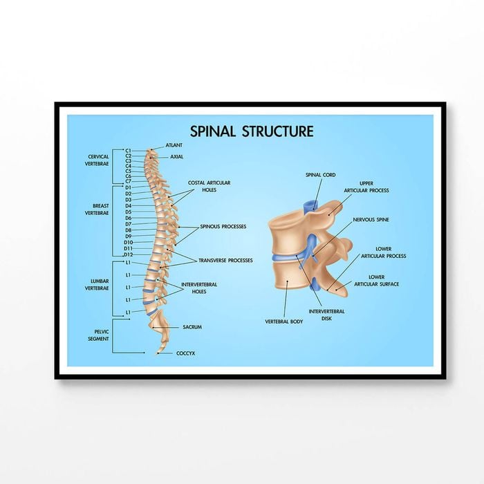 Spinal Structure Vector Design Educational Print 100% Australian Made 90x60cm (Poster)