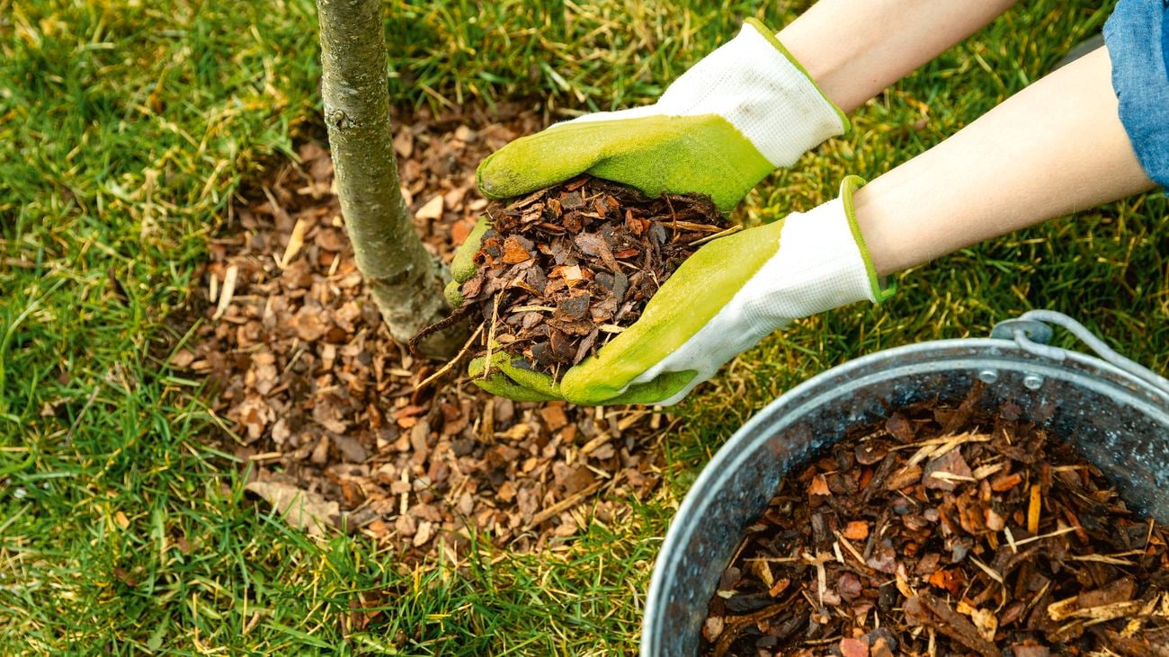 A pair of gloved hands filling a hole around a tree with pine bark mulch, with a bucket of mulch next to the tree