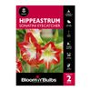 Bloomin Bulbs Hippeastrum Sonatini Eyecatcher - 2 Pack