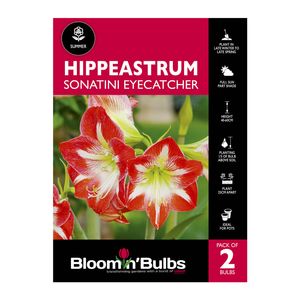 Bloomin Bulbs Hippeastrum Sonatini Eyecatcher - 2 Pack