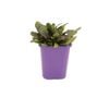 85mm Ajuga Tuff N Tidy - Ajuga hybrid