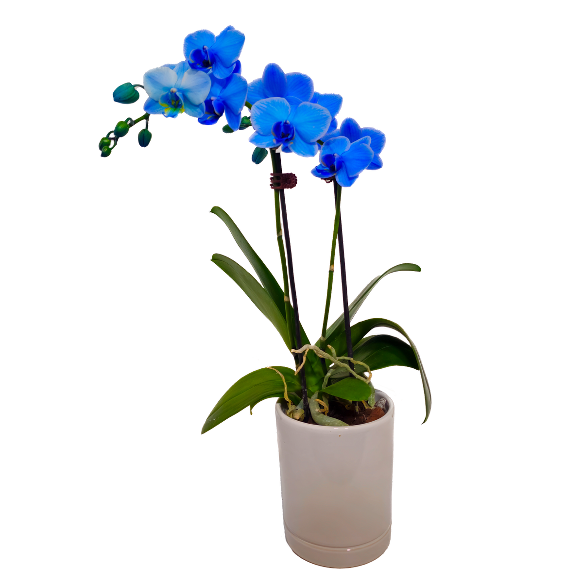 90mm Watercolour Mini Blue Orchid - Phalaenopsis In Ceramic - Bunnings ...