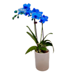 90mm Watercolour Mini Blue Orchid - Phalaenopsis In Ceramic
