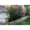 140mm Dianella Little Devil - Dianella tasmanica