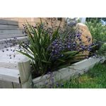 140mm Dianella Little Devil - Dianella tasmanica
