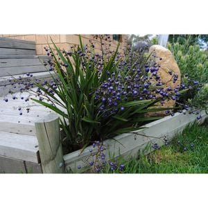 140mm Dianella Little Devil - Dianella tasmanica