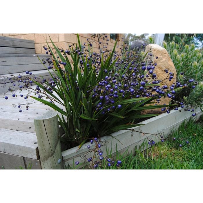 140mm Dianella Little Devil - Dianella tasmanica