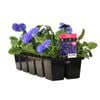 10 Cell Pansy Large Mid Blue - Viola x wittrockiana