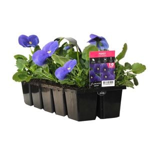 10 Cell Pansy Large Mid Blue - Viola x wittrockiana