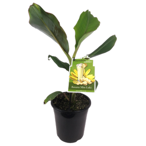 3.3L Banana Misi Luki - Musa acuminata - Incredible Edible Range