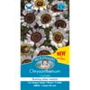 Mr Fothergill's Chrysanthemum Cockade
