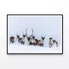 Herd of Caribou in the Snow  Print 100% Australian Made 120x90cm  (Poster)