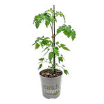 170mm Tomato Midnight Blush - Solanum lycopersicum