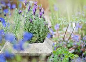Lavender growing in an old stone planter