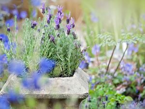 Lavender growing in an old stone planter