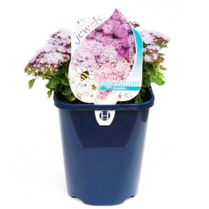 150mm Bumble Bee - Ageratum hybrid