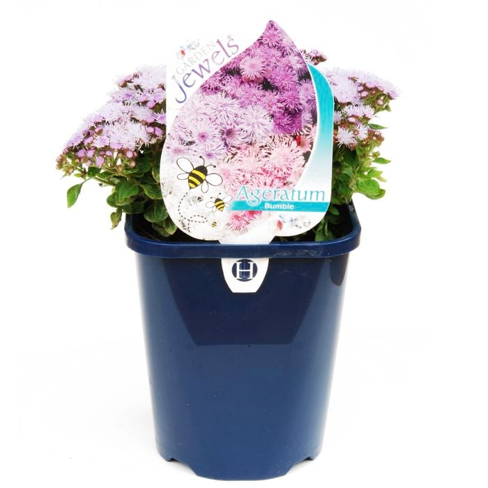 150mm Bumble Bee - Ageratum hybrid