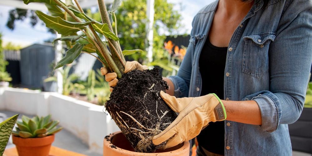 Person wearing gloves and potting a plant in a terracotta pot