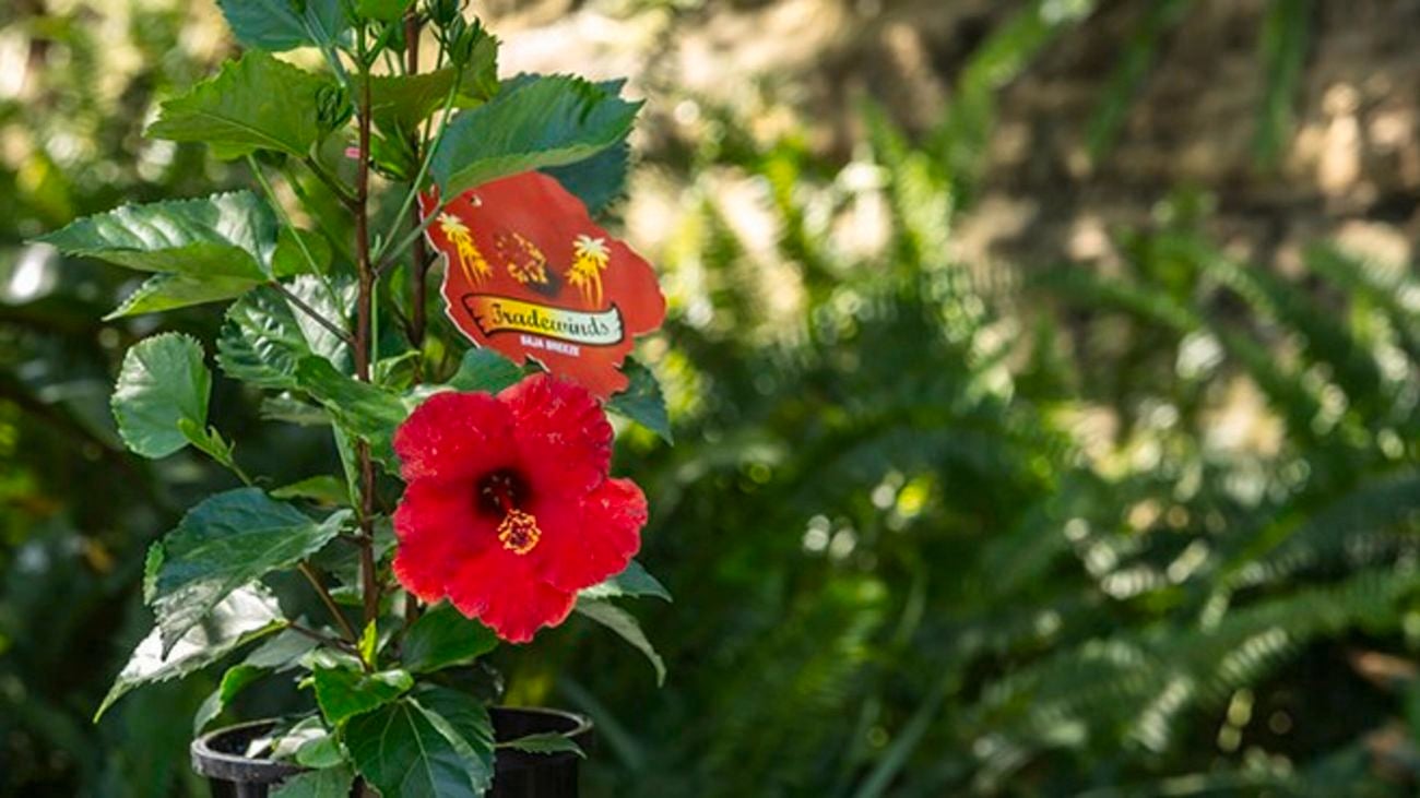 Brightly coloured red hibiscus flowers in bloom.