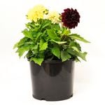 200mm Dahlia Triple Treat