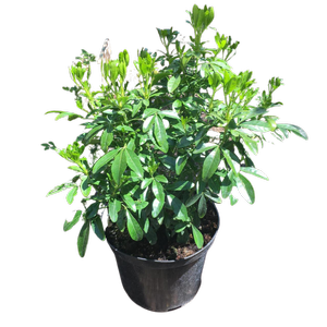 2.5L Mexican Orange Blossom - Choisya ternata