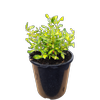 165mm Coprosma Lemon And Lime - Coprosma repens