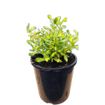 165mm Coprosma Lemon And Lime - Coprosma repens
