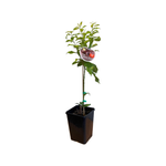 180mm Dwarf Plum Elephant Heart - Prunus salicina