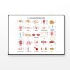 Human Body Organs Print 100% Australian Made 120x90cm (Poster)