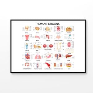 Human Body Organs Print 100% Australian Made 120x90cm (Poster)
