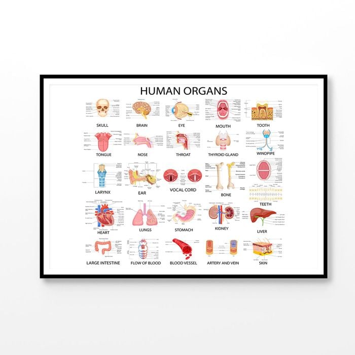 Human Body Organs Print 100% Australian Made 120x90cm (Poster)