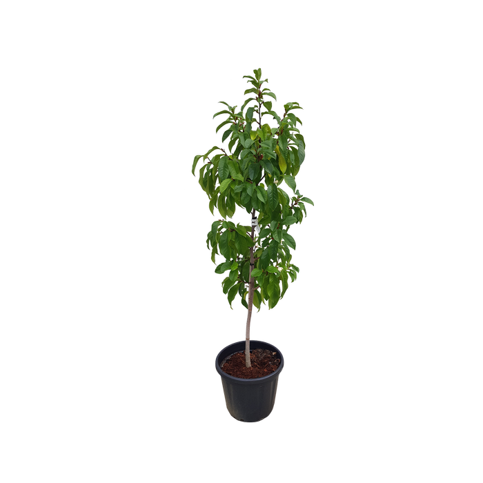 30L Michelia Bubbles - Michelia x Bubbles