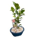 120mm Bonsai In Ceramic Pot