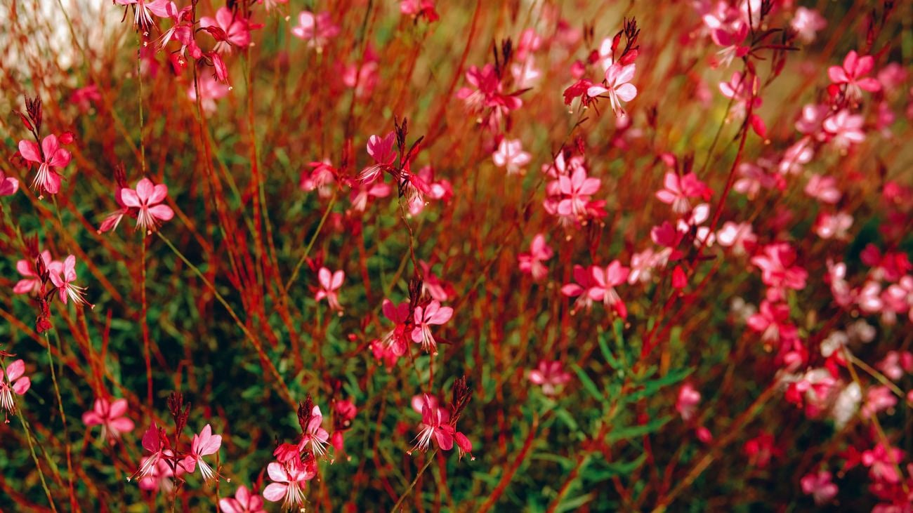A gaura plant with pink flowers growing from tall thin stems.