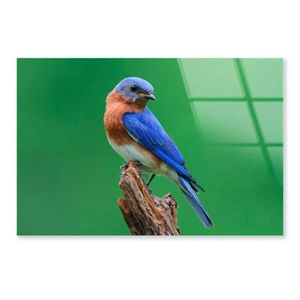 Blue Bird Sitting Tree  Print 100% Australian Made 50 x 40cm  (Acrylic)