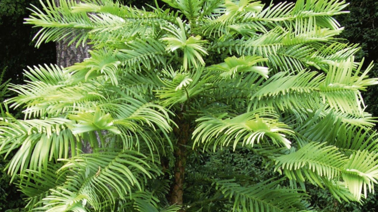 Closeup of a Wollemi Pine tree