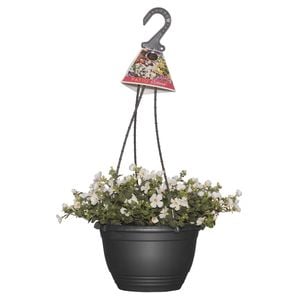200mm Assorted Patio Blooms Hanging Basket