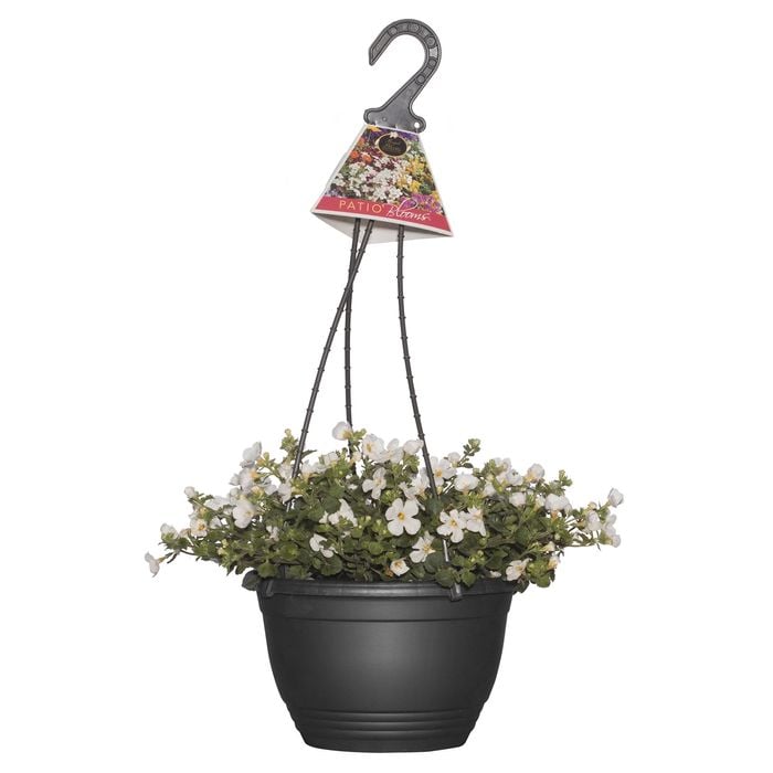 200mm Assorted Patio Blooms Hanging Basket