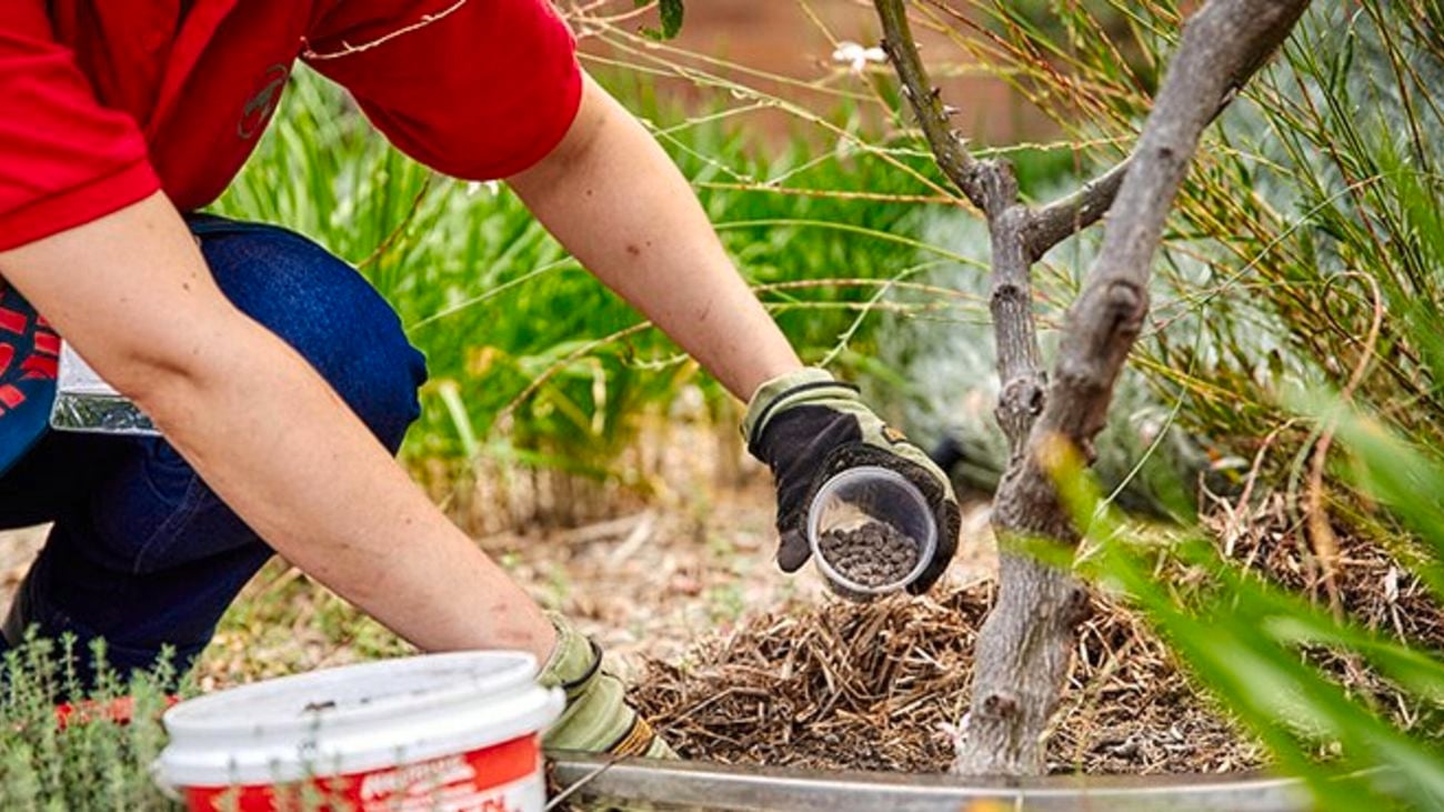 A Bunnings team member pouring manure on the garden