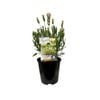 1.9L Lavender Vanillaberry Ruffles - Lavandula stoechus Pedunculata