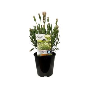 1.9L Lavender Vanillaberry Ruffles - Lavandula stoechus Pedunculata