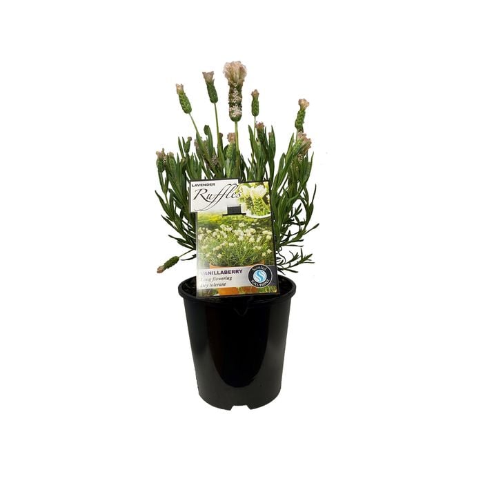 1.9L Lavender Vanillaberry Ruffles - Lavandula stoechus Pedunculata