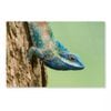 Lue Lizard with Big Eye  Print 100% Australian Made 90 x 60cm  (Acrylic)