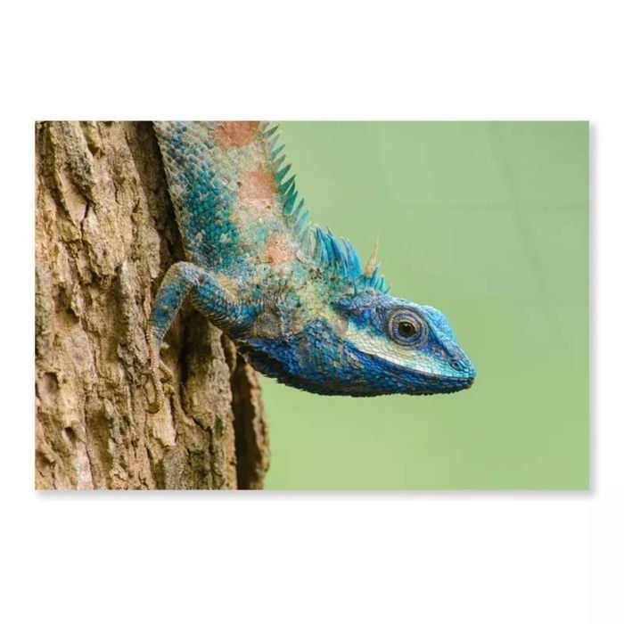 Lue Lizard with Big Eye  Print 100% Australian Made 90 x 60cm  (Acrylic)
