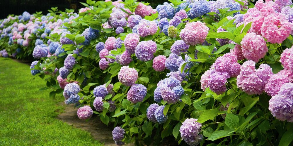 Wide angle of hydrangeas in the garden