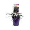 140mm Black Mondo Grass - Ophiopogon planiscapus 'Black Dragon'